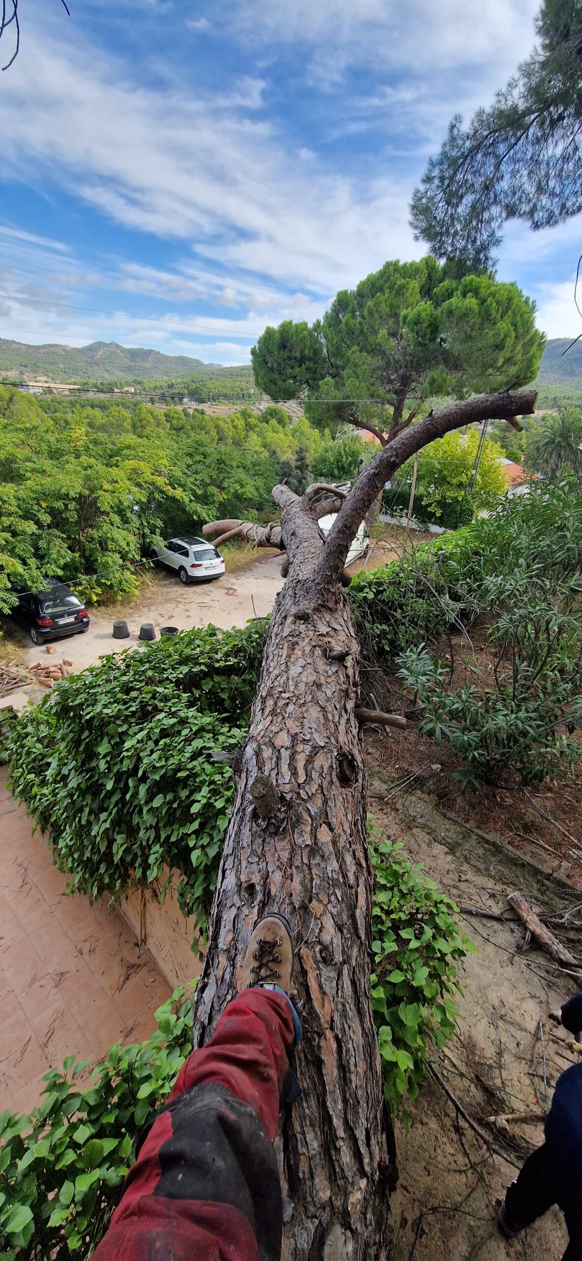 Tala especializada en alturas