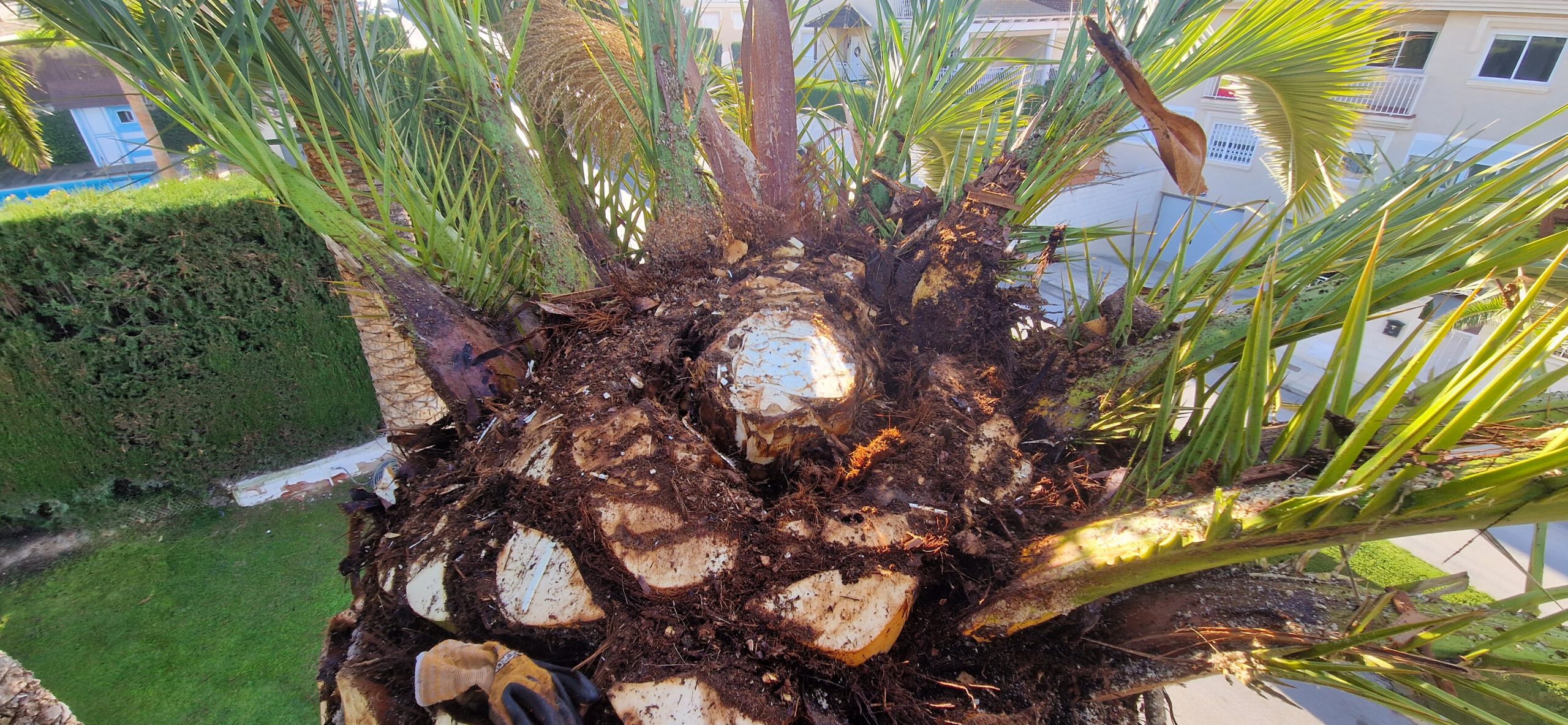 Poda especializada de palmeras