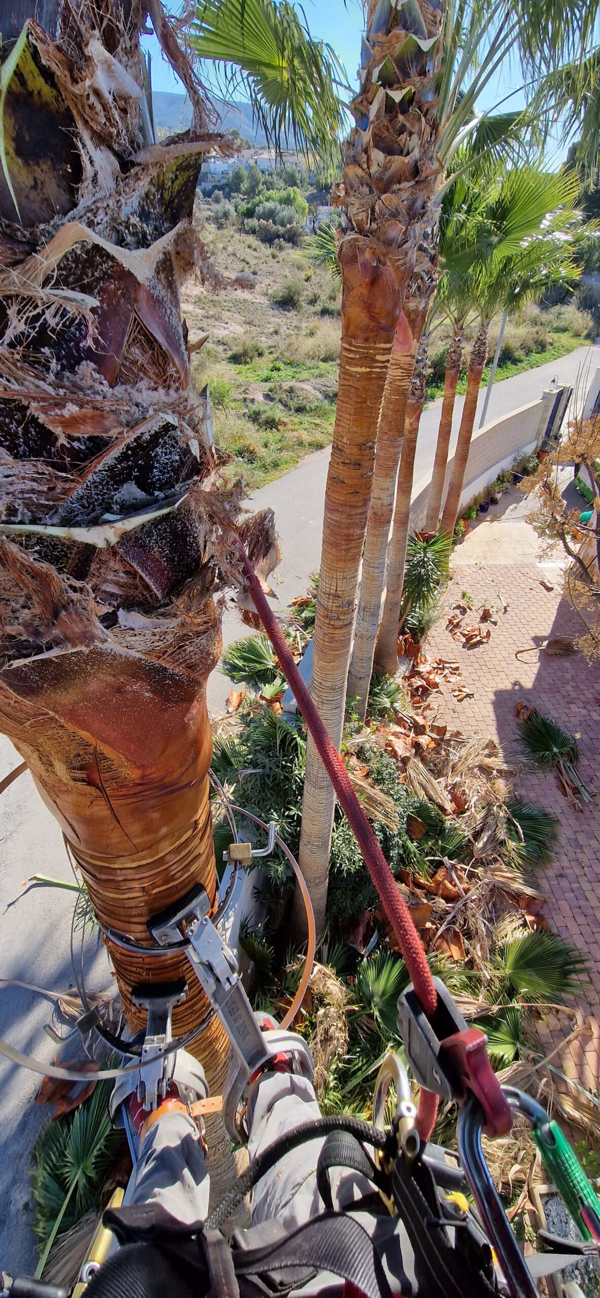 Poda especializada de palmeras