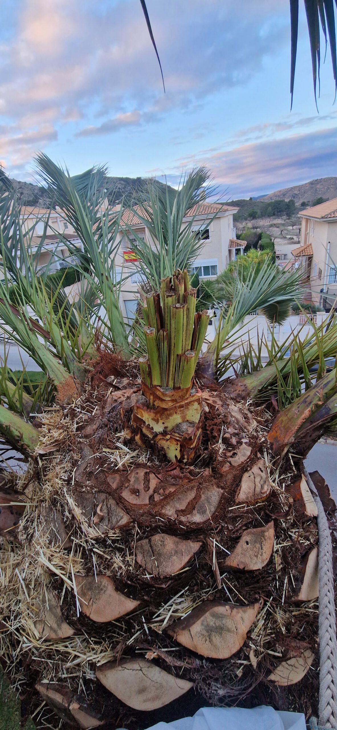 Poda especializada de palmeras