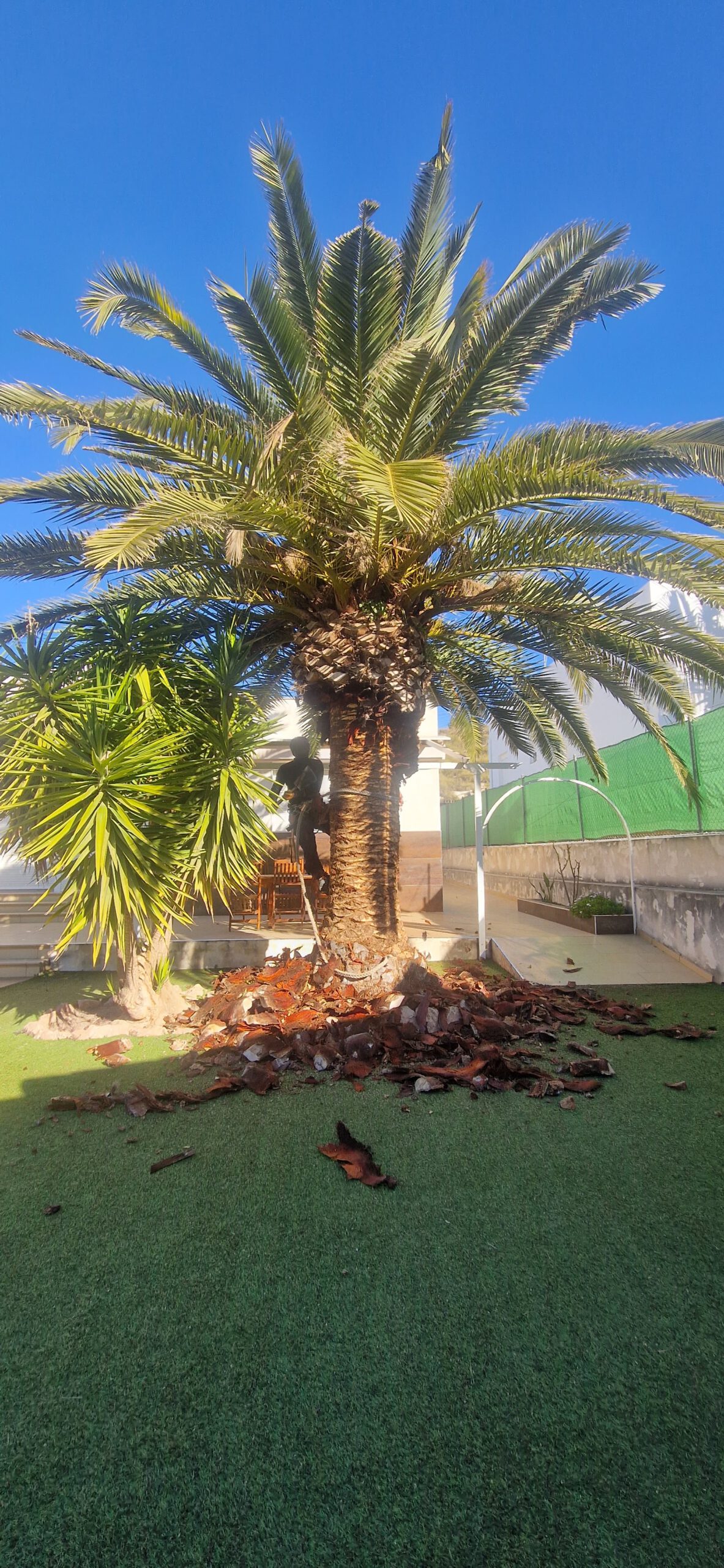 Poda especializada de palmeras