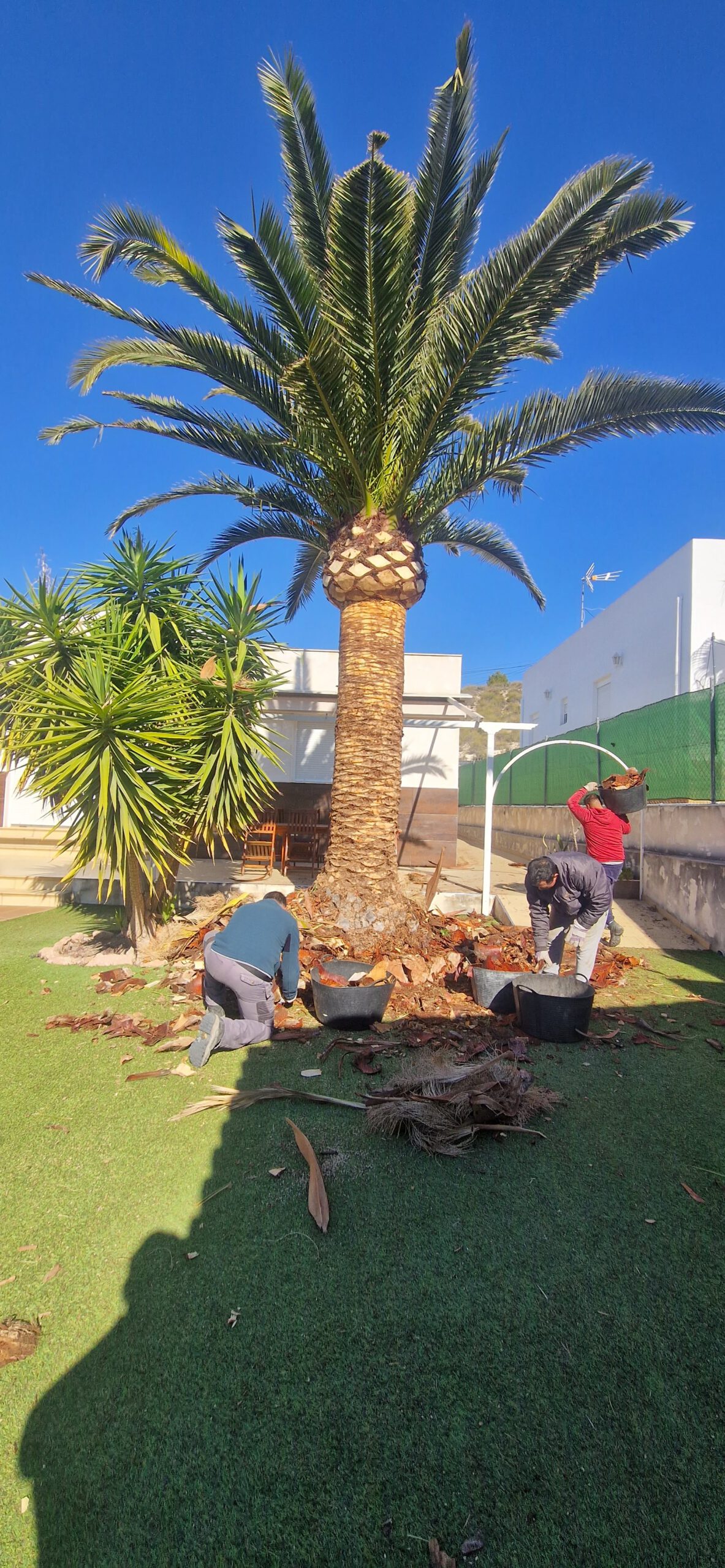 Poda especializada de palmeras