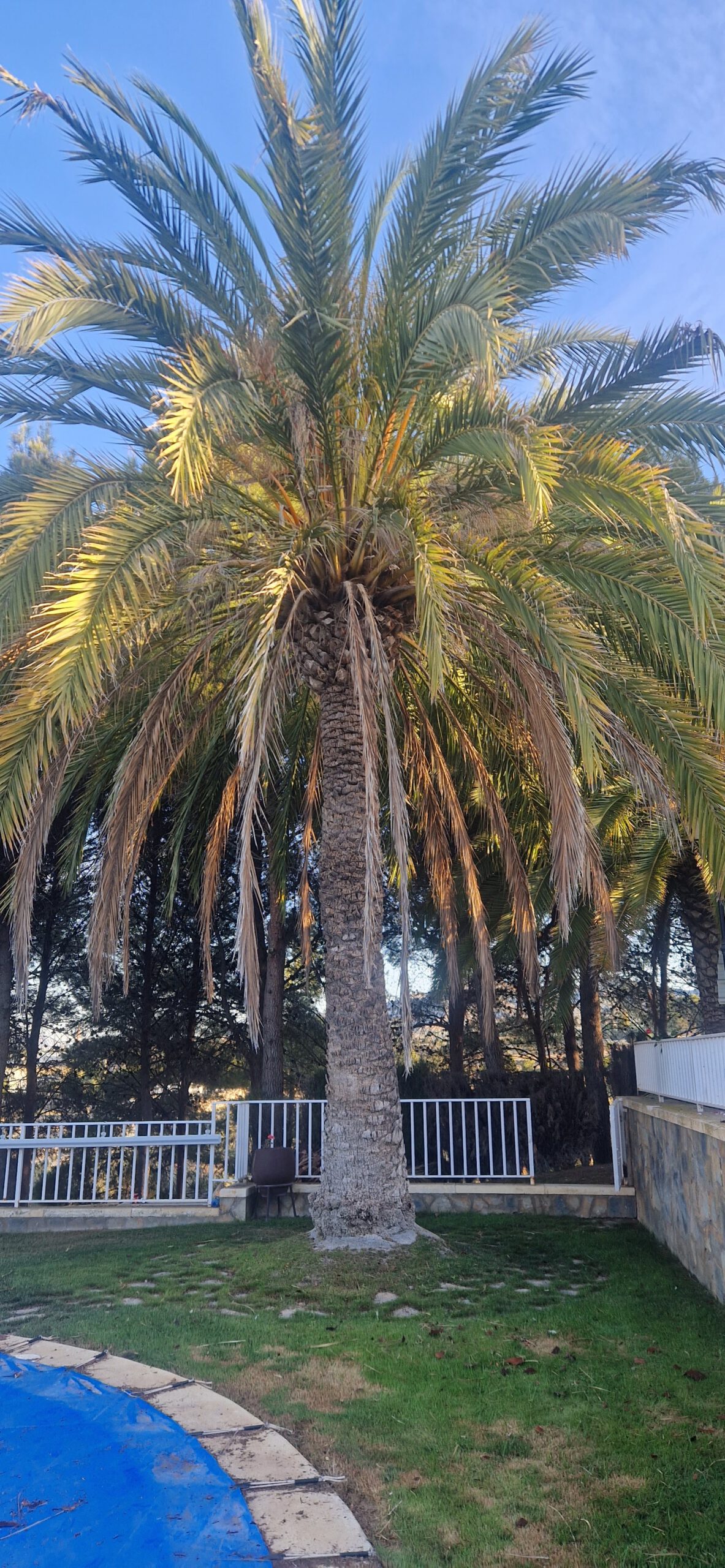 Poda especializada de palmeras