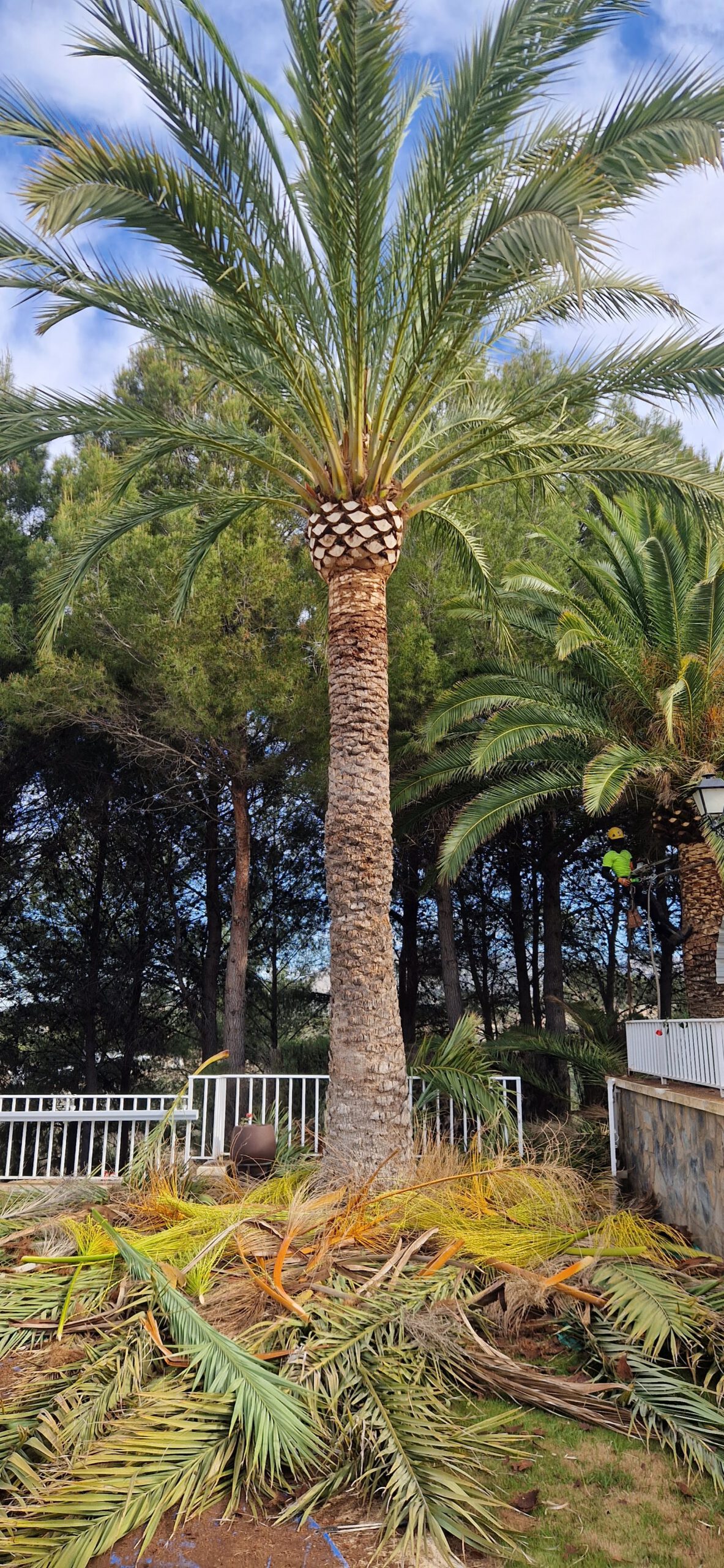 Poda especializada de palmeras
