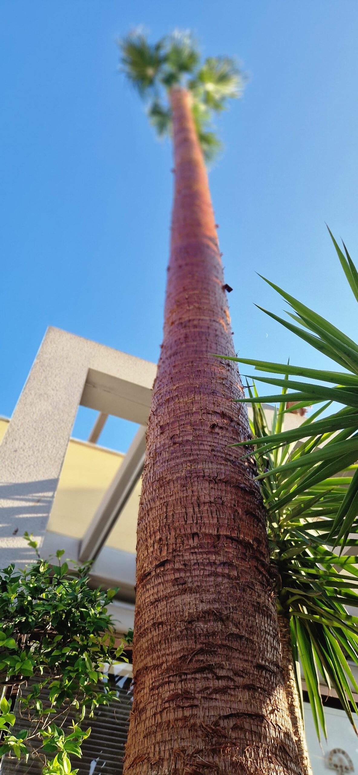 Poda especializada de palmeras