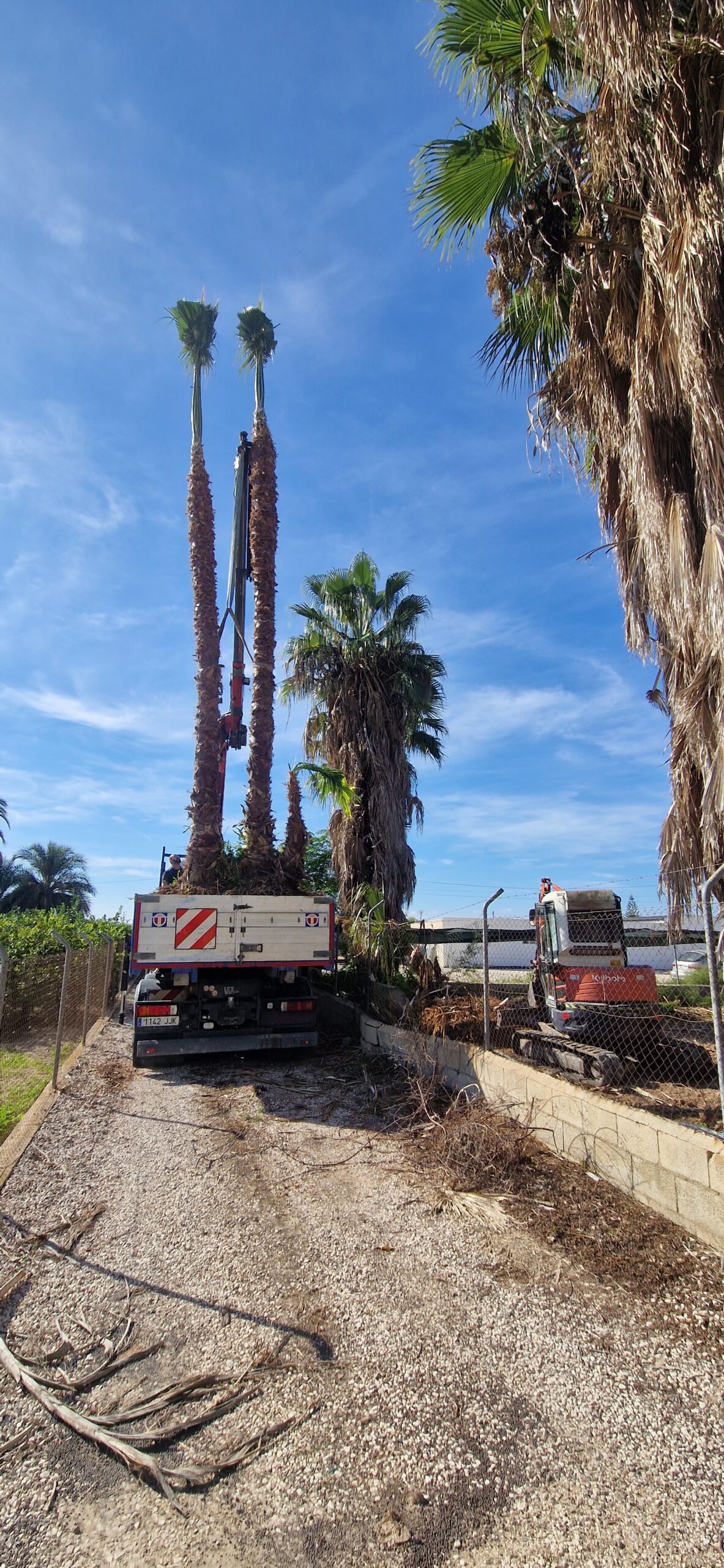 Poda especializada de palmeras