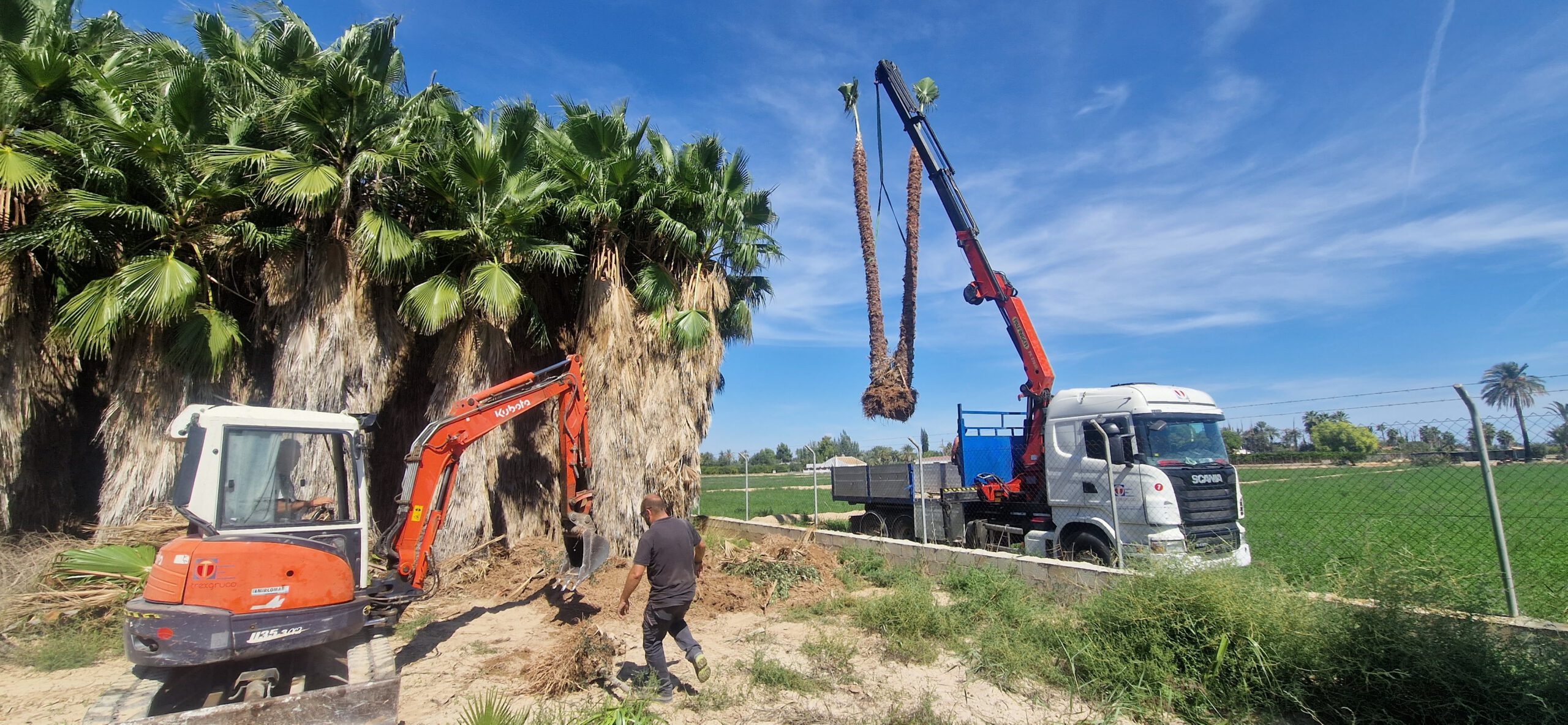Poda especializada de palmeras
