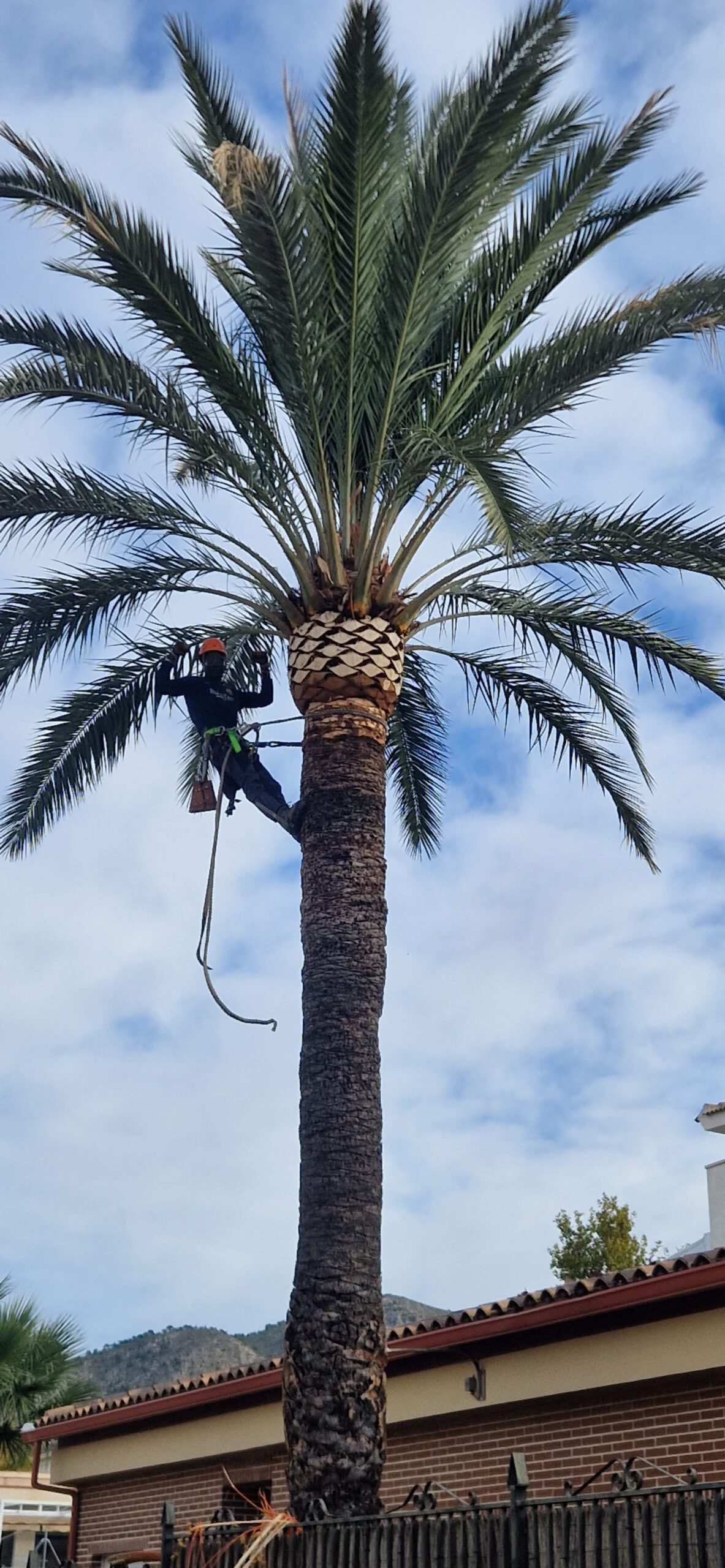 Poda especializada de palmeras
