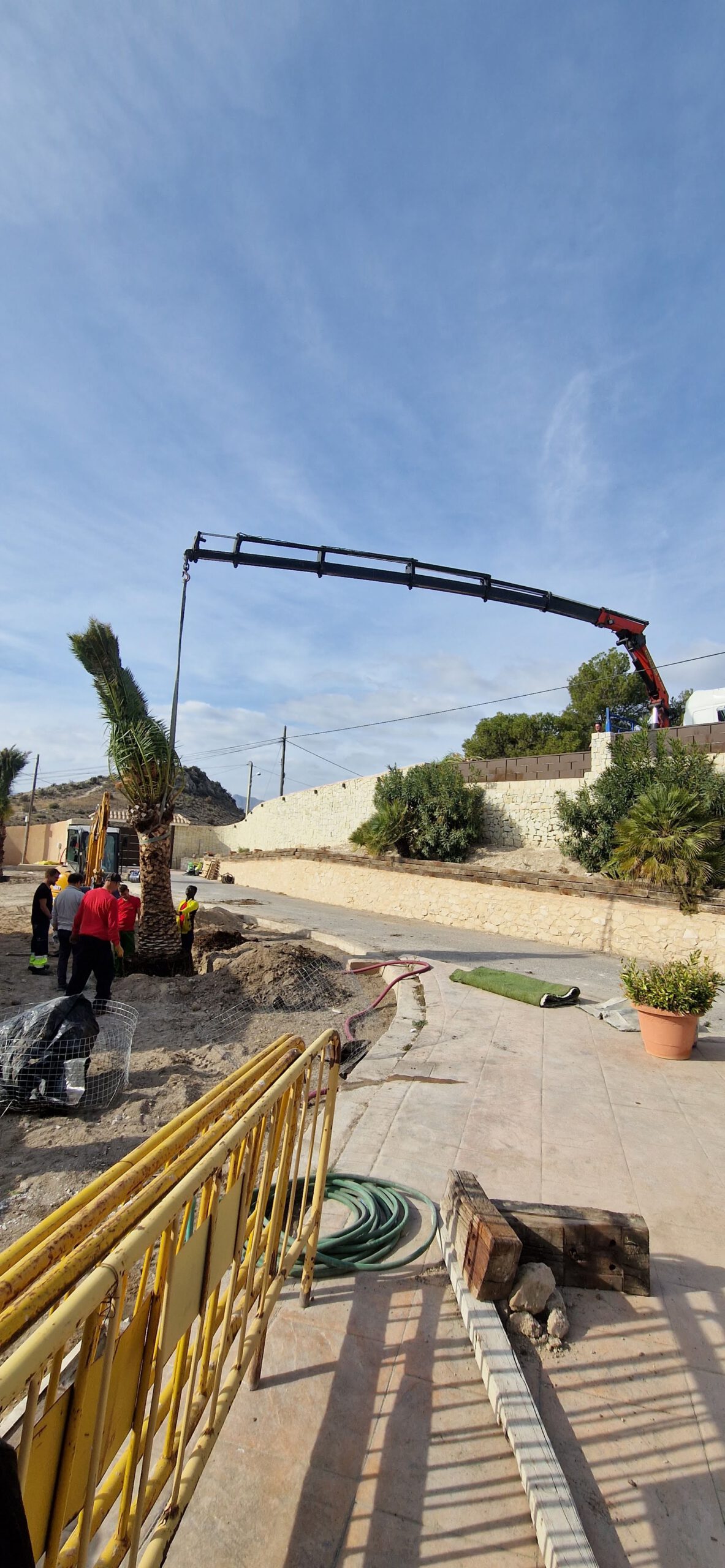Trasplante de palmeras