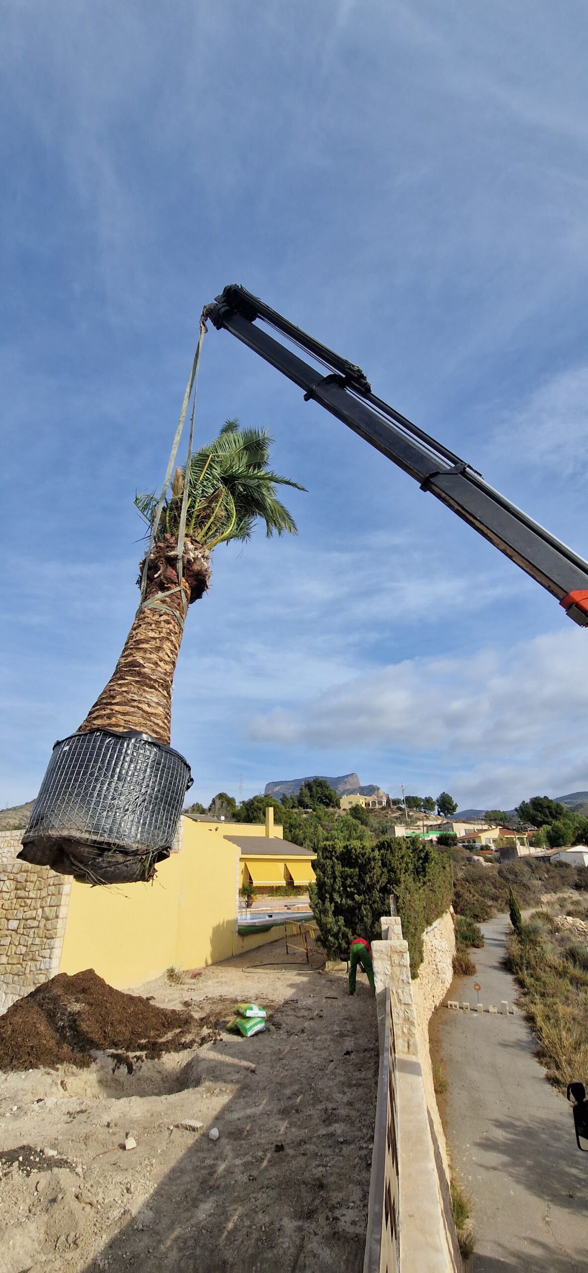 Trasplante de palmeras