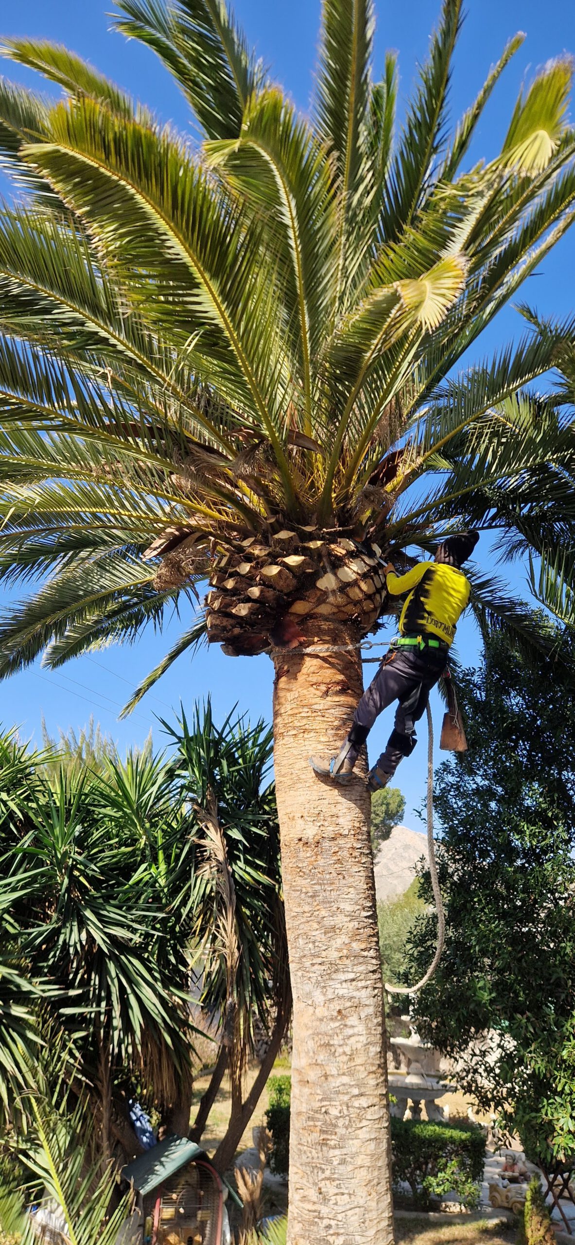 Poda especializada de palmeras