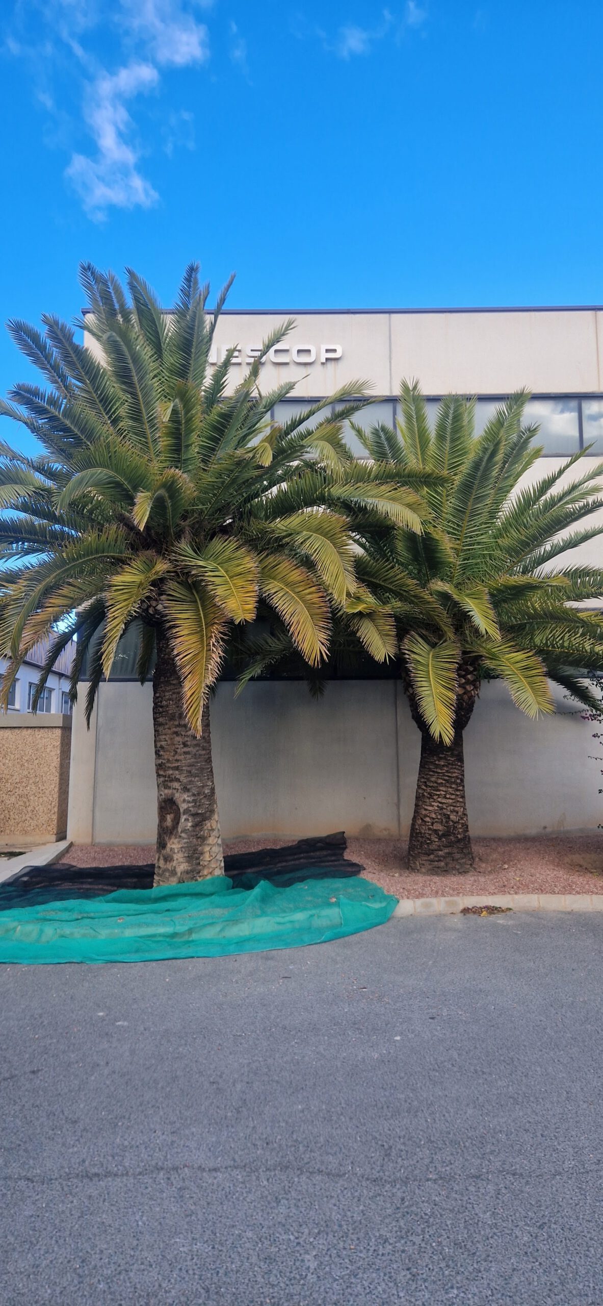 Poda especializada de palmeras