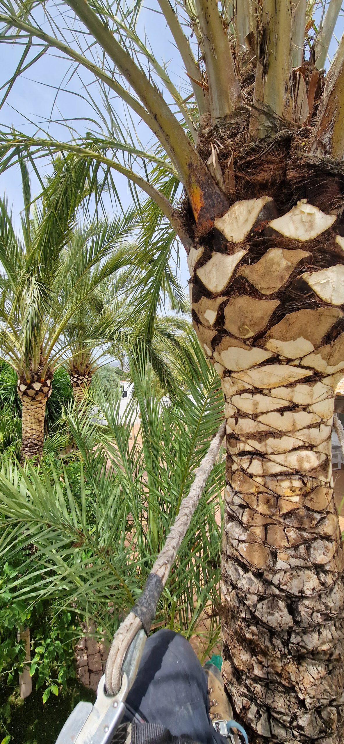 Poda especializada de palmeras